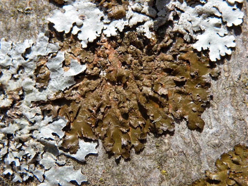 Licheni dal Cansiglio